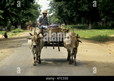 Uomo a cavallo di un carro trainato da buoi, Thazi village, la Birmania. Foto Stock