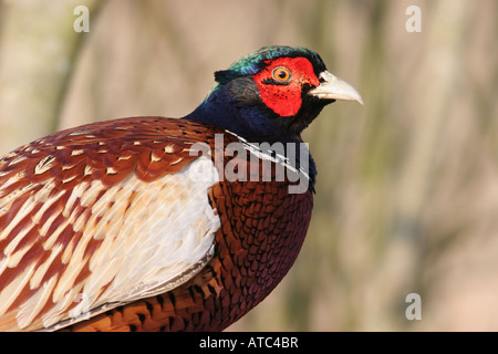 Pheasant Phasianus colchicus Foto Stock