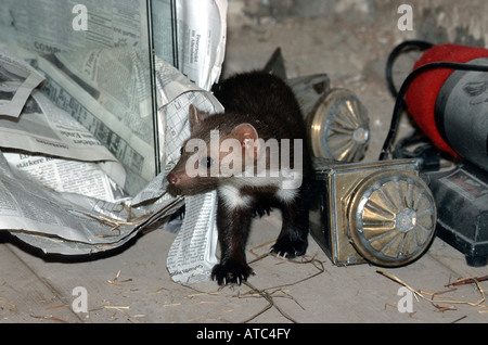 Faina, faina (Martes foina), tra il legname a capriata Foto Stock