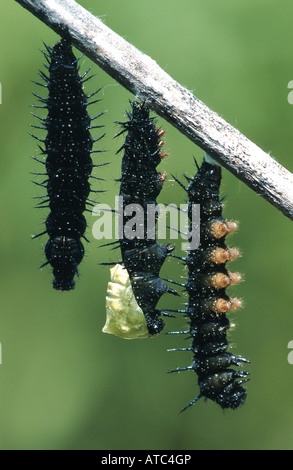 Peacock moth, peacock (Inachis io, Nymphalis io), pupating bruchi, Germania Foto Stock