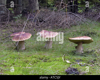 Penny bun, cep (Boletus edulis), sul suolo della foresta Foto Stock