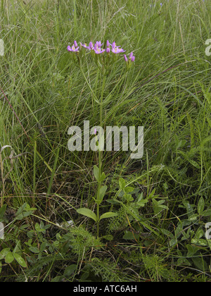 Centaury comune europeo, Centaury, bitter herb (Centaurium erythraea), fioritura singola pianta Foto Stock