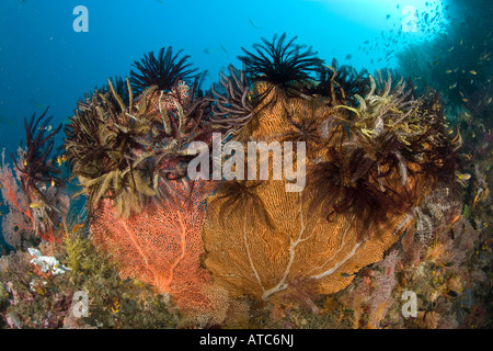 Crinoidi sul mare fan Subergorgia mollis Raja Ampat Irian Jaya Papua Occidentale Oceano Pacifico Indonesia Foto Stock