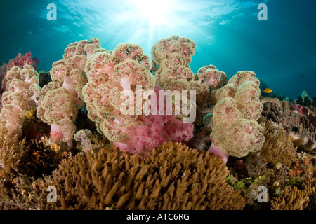 Struttura Umbellate coralli Morchellana Dendronephthya sp Raja Ampat Irian Jaya Papua Occidentale Oceano Pacifico Indonesia Foto Stock