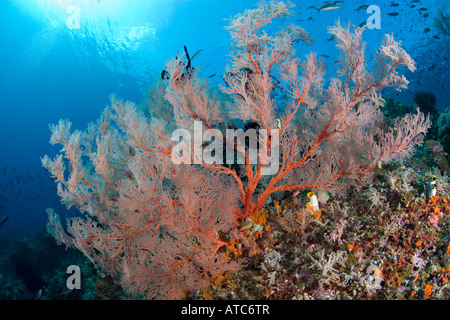 Grande mare fan Melithaea sp Raja Ampat Irian Jaya Papua Occidentale Oceano Pacifico Indonesia Foto Stock