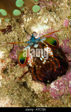 Canocchia Odontodactylus scyllarus Raja Ampat Irian Jaya Papua Occidentale Oceano Pacifico Indonesia Foto Stock