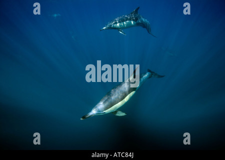 Dal becco lungo delfini comuni Delphinus capensis Wild Coast Transkei sud-est Africa Oceano Indiano Mozambico Foto Stock