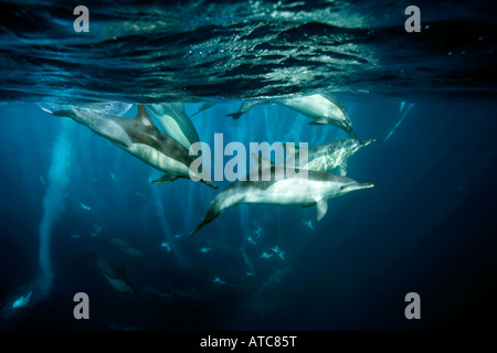 I delfini e le sule a caccia di sardine Delphinus capensis Morus Wild Coast Transkei sud-est Africa Oceano Indiano Mozambico Foto Stock