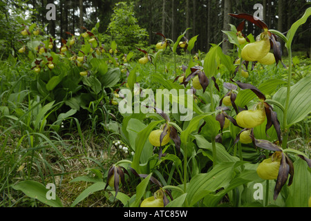 Varietà di orchidee viola (Cypripedium calceolus), piante in fiore in una radura, Germania Foto Stock