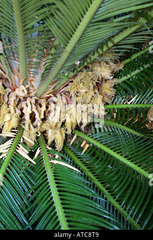 PHOENIX CANARIENSIS. ARECACEAE palme. Foto Stock