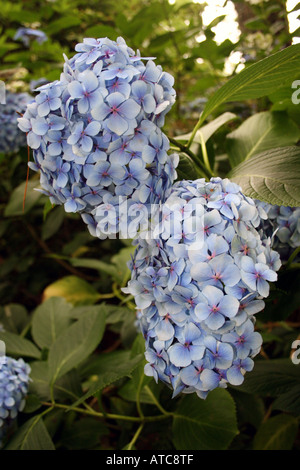 HYDRANGEA MACROPHYLLA. Foto Stock