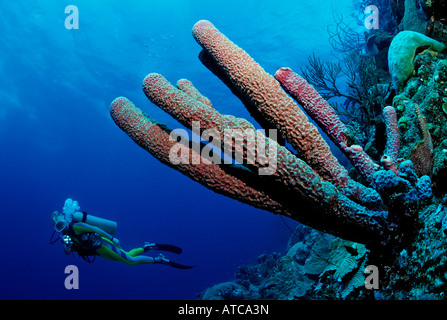 Subacqueo e Spugna di mare dei Caraibi Curacao Foto Stock