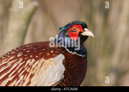 Pheasant Phasianus colchicus Foto Stock