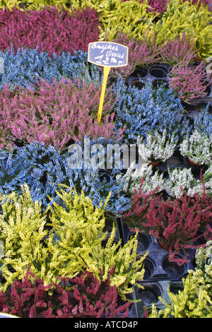 Rosa, azzurro e giallo fragrante heather fiore in vasi, orticoltura. Bruyere jaune, bleue et rouge rose Foto Stock