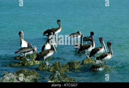 Brown pelican Pelecanus occidentalis vicino a Anna Maria pier Florida Foto Stock