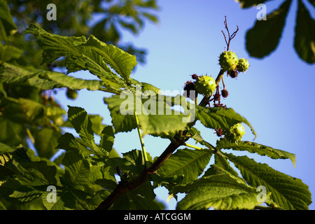 Conkers cresce su un cavallo castagno in . Parco Woodbank, Stockport, Cheshire, Regno Unito. Foto Stock