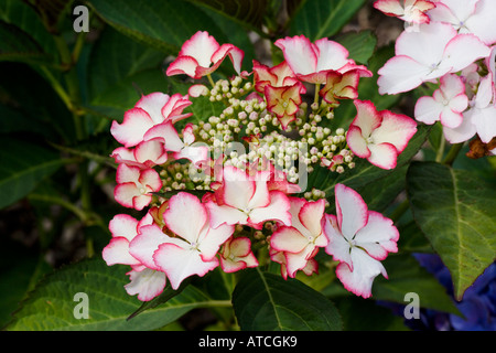 Hydrangea macrophylla amore ti bacio Foto Stock