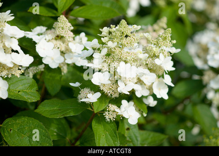 Hydrangea paniculata Borgogna Pizzi Foto Stock