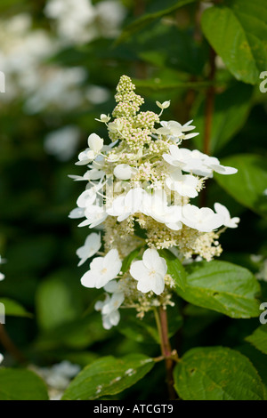 Hydrangea paniculata Borgogna Pizzi Foto Stock