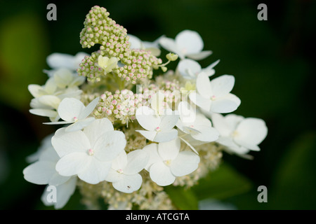 Hydrangea paniculata Borgogna Pizzi Foto Stock