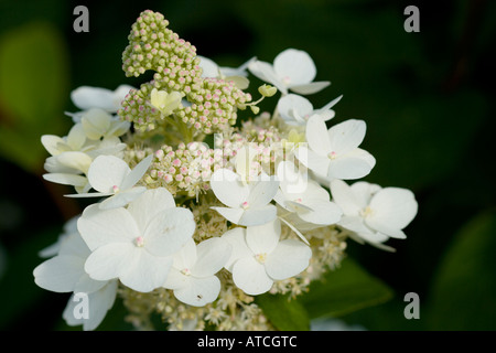 Hydrangea paniculata Borgogna Pizzi Foto Stock