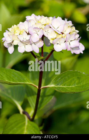 Hydrangea macrophylla Nigra Foto Stock