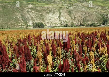 Impianti di quinua campo nella Valle Sacra degli Incas, Perù Foto Stock