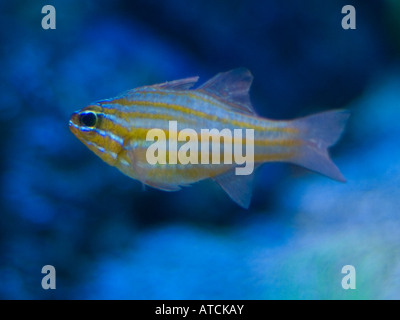 Glubb glubb ... un giallo-striped cardinalfish. Foto Stock