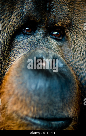 Pongo pygmaeus primo piano ritratto triste volto dignitoso zoo di prigionia di Orangutan. Foto Stock