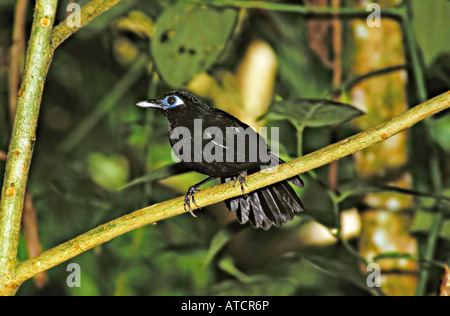 Immacolata Antbird Myrmeciza immacolata La Virgen Costa Rica Aprile Formicariidae adulti Foto Stock