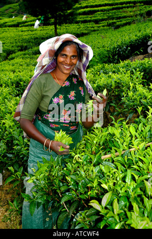 TEAFACTORY Tea Plucker donna locale che indossa la tradizionale copertura protettiva del capo per raccogliere foglie di tè verde fresco piantagione Sri Lanka Ceylon. Foto Stock