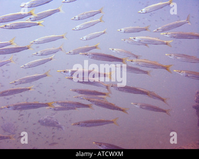 Scuola di piccole limanda barracuda, Sphyraena flavicauda Febbraio 4 2008, Boonsung relitto, sul mare delle Andamane, Thailandia Foto Stock
