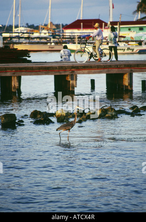 Persone appendere fuori la mattina presto su un molo di San Pedro in Belize con un airone in primo piano. Foto Stock