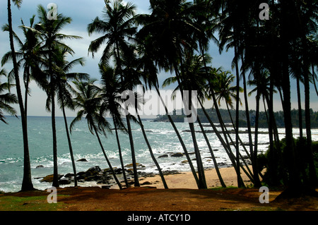 Beach Palm Tree Sri Lankasea sand tropical Galle Foto Stock