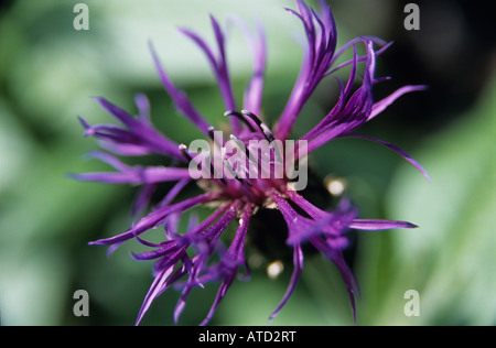 Fiordaliso Perenial Centaurea montana Closeup di blu petali di fiori Foto Stock