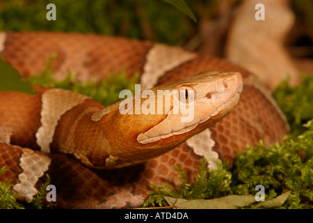 Ampia nastrare Copperhead Snake Foto Stock