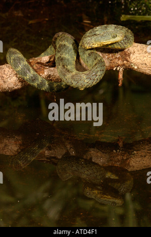 Bush Viper Snake Foto Stock