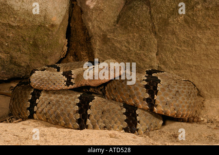 Nastrare Rattlesnake Rock Foto Stock