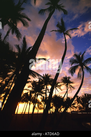 Un boschetto di palme stagliano al tramonto sulla spiaggia di Anaehoomalu lungo la costa di Kona sulla Big Island delle Hawaii Foto Stock