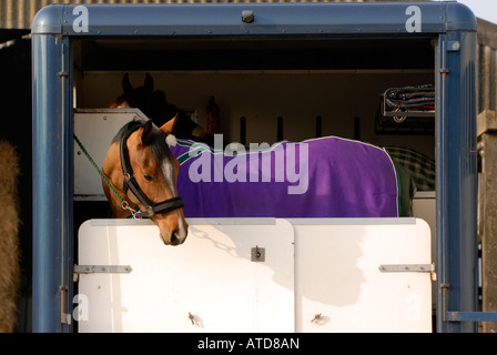 Un cavallo in un van per cavalli indossando un tappeto e il peering guardando sopra le porte posteriori dell'autocarro aperto dopo essere stato trasportato a un evento Foto Stock