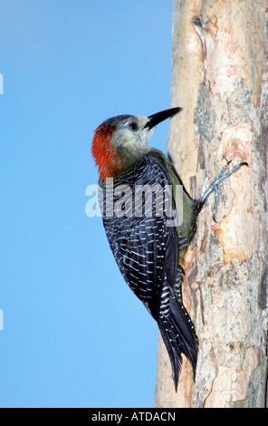 Picchio giamaicano Melanerpes radiolatus Montego Bay in Giamaica aprile femmina adulta Picidae Foto Stock