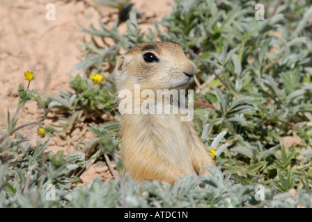 Stock photo profilo di un giovane cane della prateria a sua tana. Foto Stock