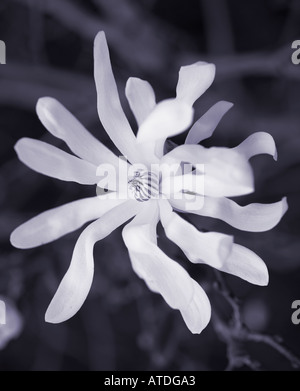 Fiore di magnolia in fiore Foto Stock
