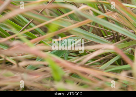 Una piccola lucertola verde nascosto tra erba alta in Victoria Texas USA Foto Stock