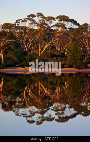 Eucalipto gum alberi riflettendo off stagno all'alba in zona semidesertica a sud di Norseman Australia Occidentale Foto Stock