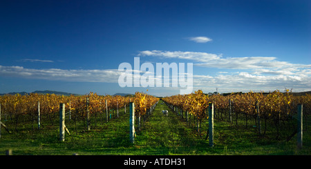 Panoramica dei vigneti di Hawkes Bay Nuova Zelanda con morbida luce della sera e nitidi cieli blu Foto Stock