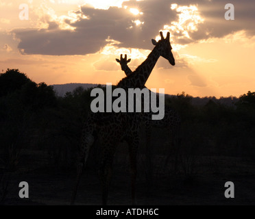 Masai giraffe in un tramonto di Selous. Foto Stock