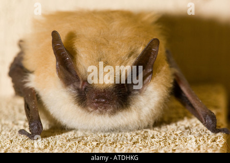 Un piccolo Bat marrone o una piccola Myotis marrone (Myotis lucifugus) nel Death Valley National Park, California Foto Stock