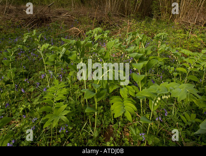 Salomone sigillo en masse in bosco ceduo molla; Polygonatum multiflorum; Dorset Foto Stock