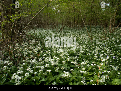 Massa di aglio selvatico o ramsons fioritura in antico bosco ceduo; Allium ursinum Foto Stock